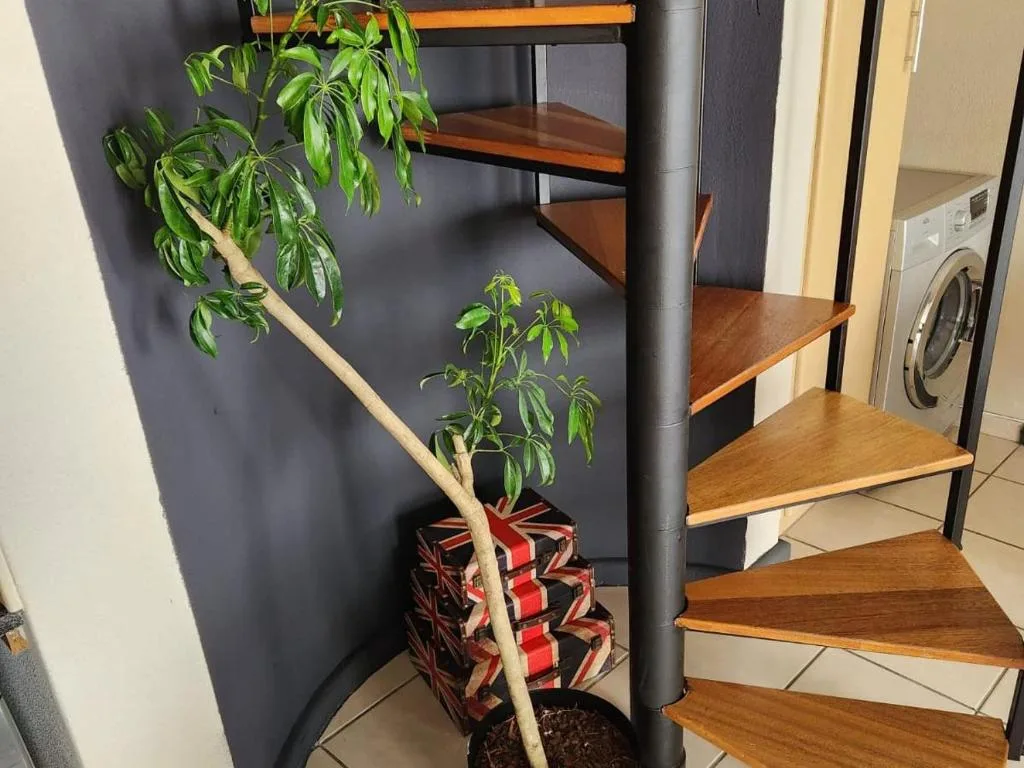 Wooden spiral staircase with potted plant and modern design details