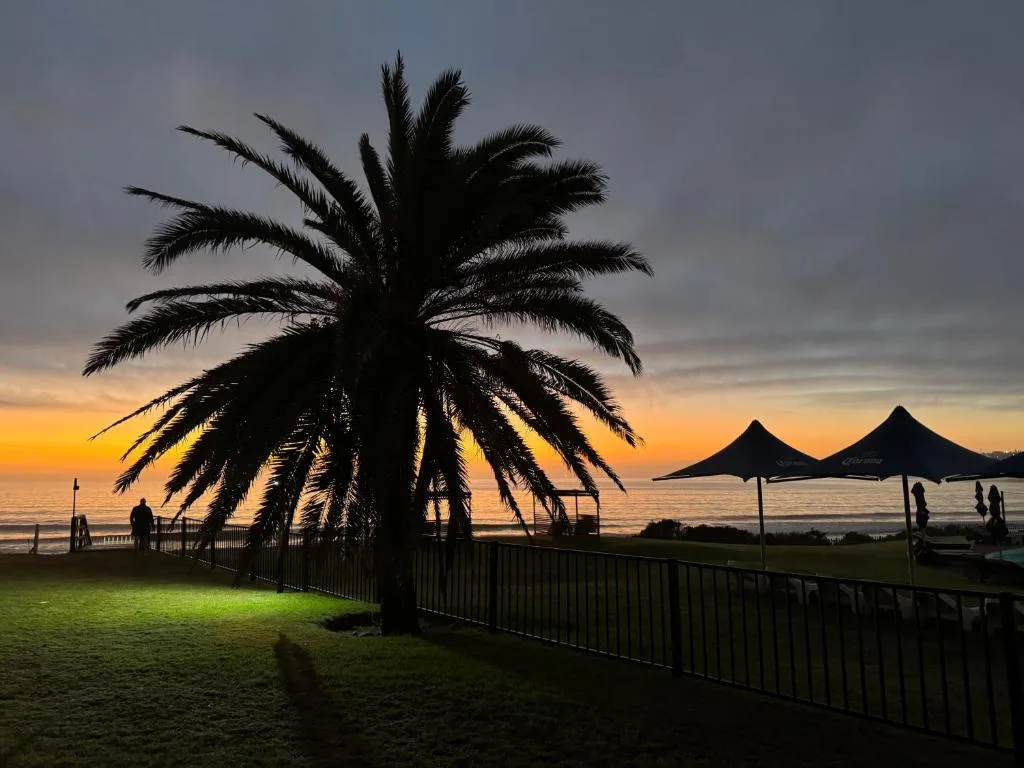 Silhouetted palm tree frames golden sunset over ocean at dusk