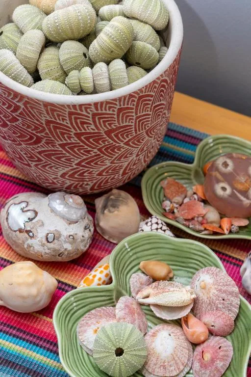 Decorative sea urchin shells and coastal artifacts displayed artfully indoors
