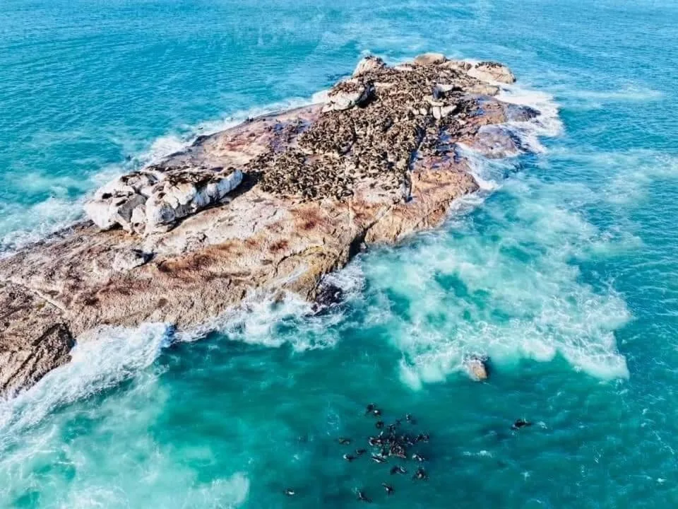 Aerial view of rocky coastline with turquoise ocean waves and kelp