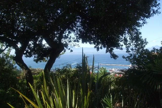 Scenic coastal vista framed by mature trees and garden vegetation
