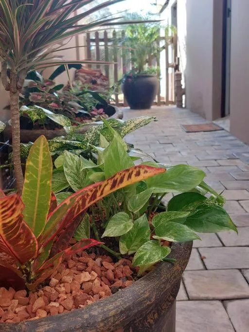 Lush potted plants line a paved courtyard entrance with wooden gate