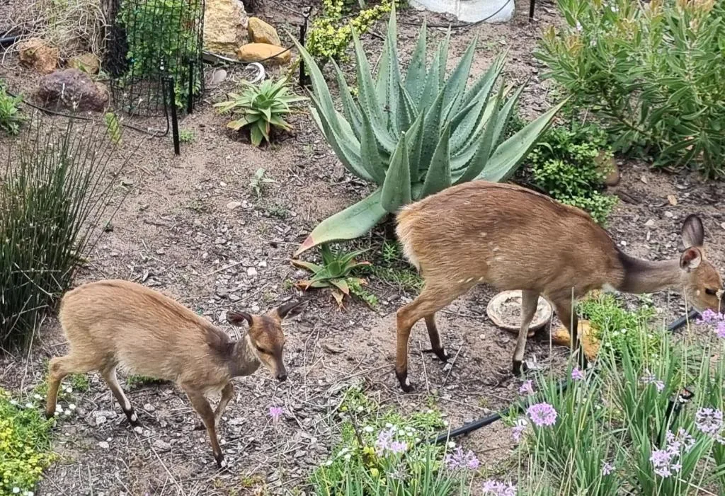 Two deer grazing in landscaped garden with succulents and purple flowers