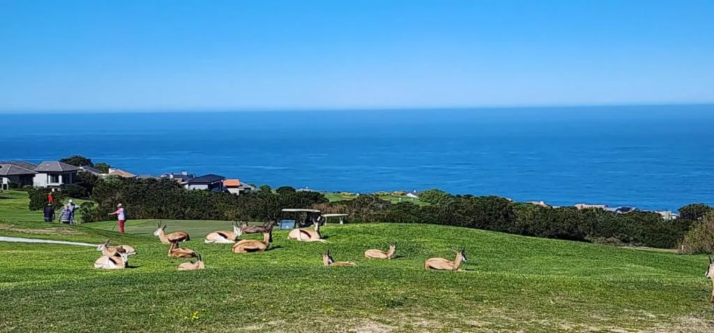 Expansive ocean vista with lush green grounds and wildlife grazing peacefully