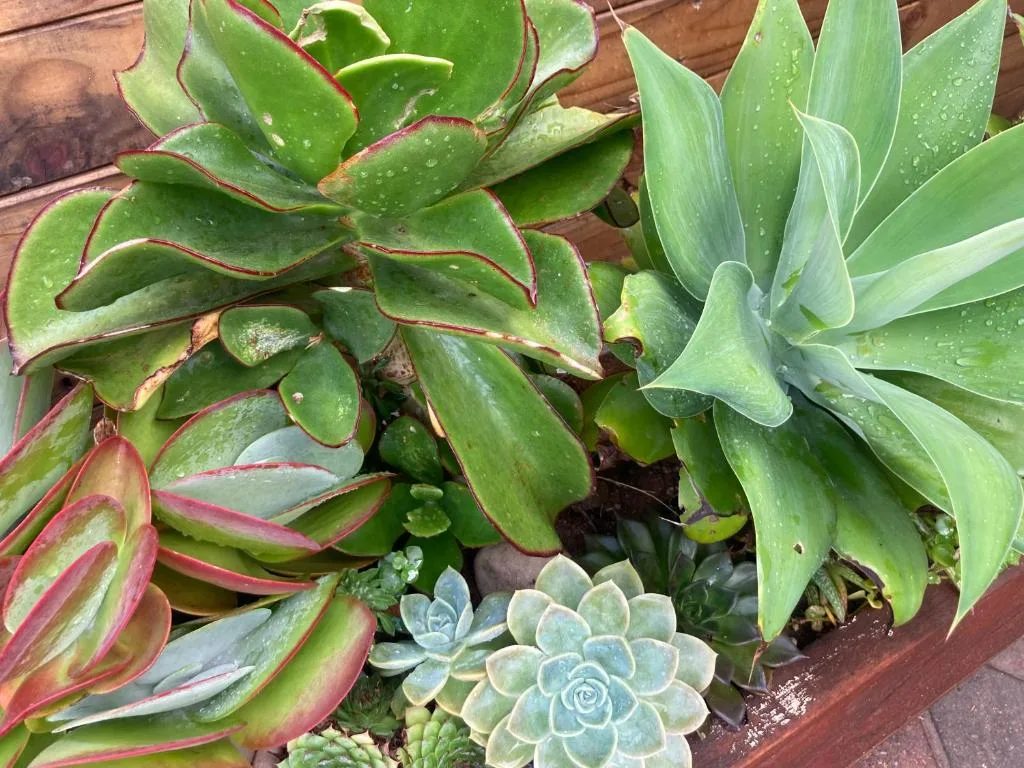 Close-up of lush succulent plants with water droplets in garden bed
