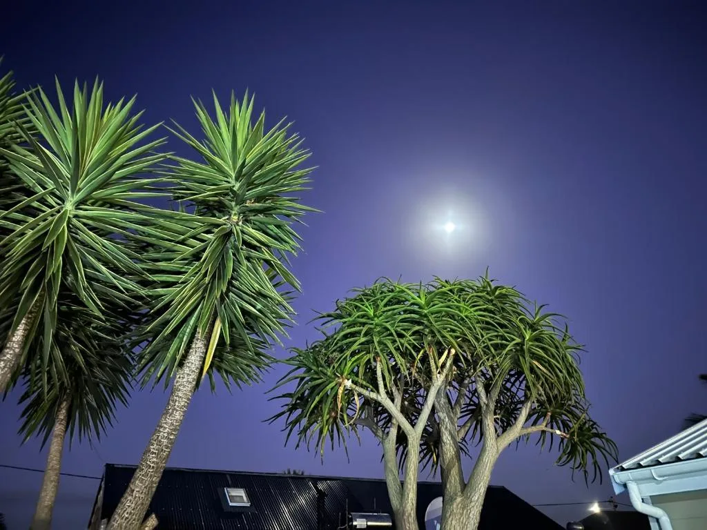 Night view of property exterior with palm trees and full moon overhead