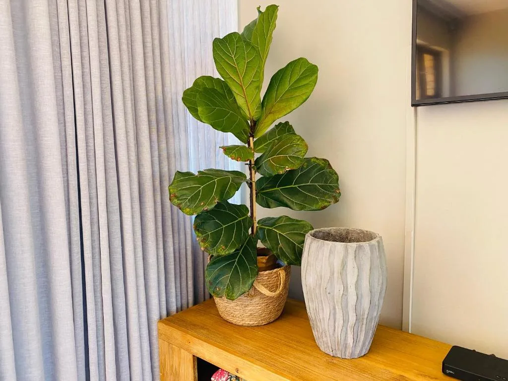 Indoor plant decoration with potted fiddle leaf fig on wooden furniture