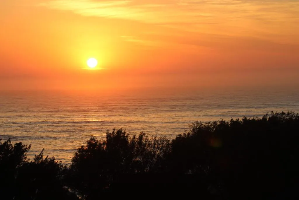 Golden sunset over the ocean with silhouetted coastal vegetation