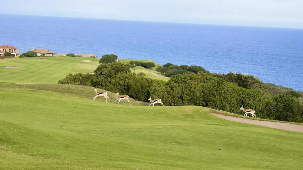 Expansive ocean vista with indigenous wildlife grazing on manicured grounds
