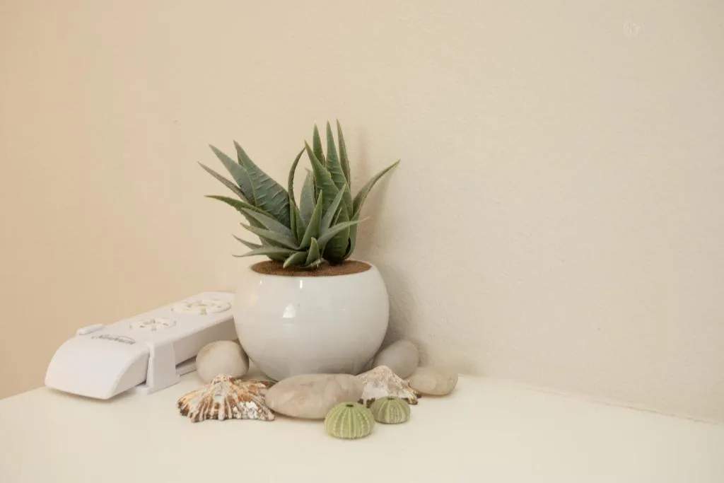 Decorative potted succulent plant with shells and coastal home accents