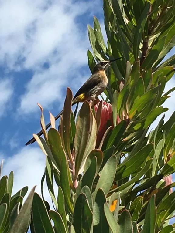 Sunbird perched on red protea flower against blue sky