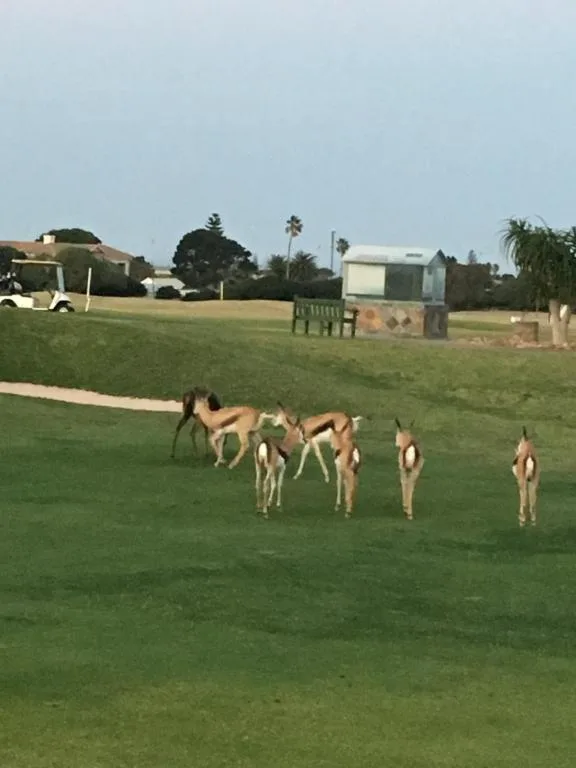 Springbok herd grazing on expansive green lawn with property buildings in background