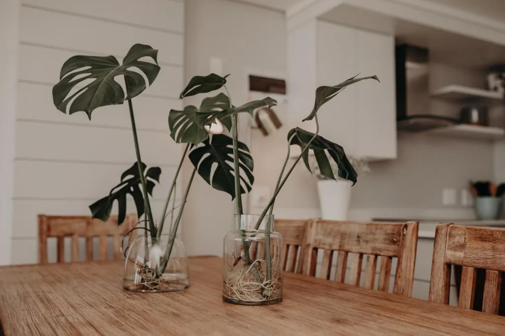 Monstera plants in glass vases on wooden dining table